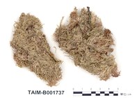 藏品(泥炭苔屬)的圖片